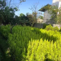 فروش لاوسون(کاج طلایی)|گل و گیاه طبیعی|کتالم و سادات شهر, |دیوار