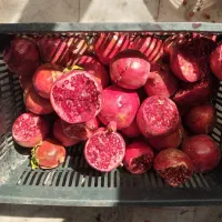 انار شکسته چنار