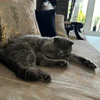 فروش گربه ی نر اصل اسکاتیش اصل