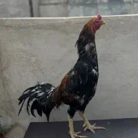 خروس لاری