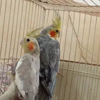 پرنده|پرنده|مشهد, شهید علی محمدی|دیوار
