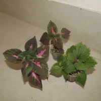 گل های خانگی
