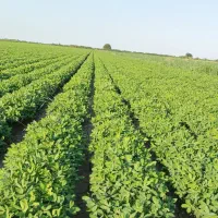 زمین کشاورزی به اجاره داده میشود