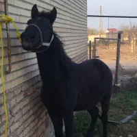 اسب مادیان کرد|اسب و تجهیزات اسبسواری|قشلاق دشت, |دیوار