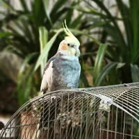 عروس هلندی نر و ماده