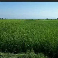 ۲۸ هکتار زمین کشاورزی مرغوب آبی با چاه عمیق