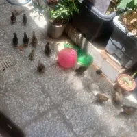 جوجه گلین