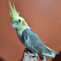 پرنده|پرنده|شهریار, شهریار|دیوار