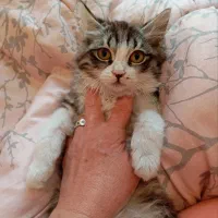 واگذاری بچه گربه 5.5 ماهه ماده