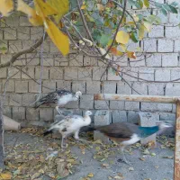 جوجه طاووس هندی و مصری|حیوانات مزرعه|محمدبار, |دیوار