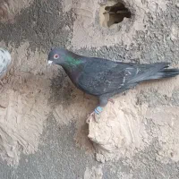 کبوتر ماده هوایی وحشی زدوخردی غریبه