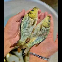 فروش ماهی قرمز و کپور