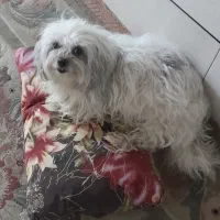 سگ شیتزو ماده