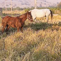 یک عدد مادیان سردم گیر کپی زا باکره دونه 25میلیون