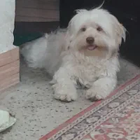 سپا کوتاه پشمالو