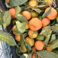 میوه فروشی حاجی ارزونی واقعی|خوردنی و آشامیدنی|شهریار, شهرک بهاران (ویره)|دیوار