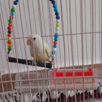 یه جفت طوطی،یه جفت مرغ عشق،یه جفت فنچ|پرنده|کوهدشت, |دیوار