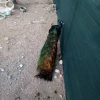 طاووس نربلخ