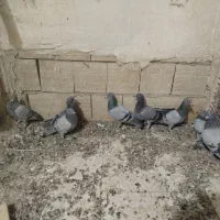 جوجه پلاکی نر پلاکی|پرنده|بافق, |دیوار