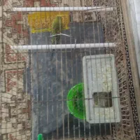 مرغ عشق|پرنده|مشهد, بهارستان|دیوار