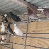 کبوتر