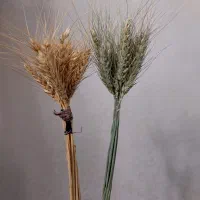 گندم عید|گل و گیاه طبیعی|مشهد, یاس|دیوار