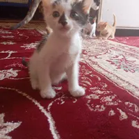 گربه خونگی واگذاری