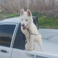 هاسکی آلاسکایی آلفا ۱۰ ماهه