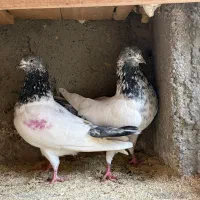 کبوتر پرشی|پرنده|رشت, بوسار|دیوار