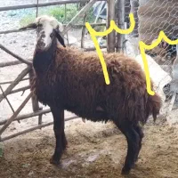 بره نر افشار