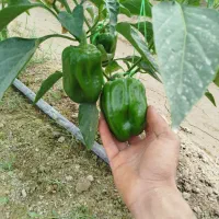 فلفل دلمه خوب