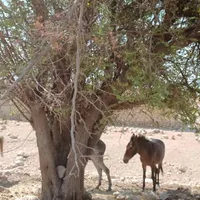 قاطر گمشده