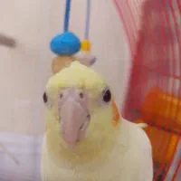 پرنده لوتینو