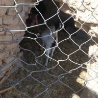 بز دورگ|حیوانات مزرعه|خاش, |دیوار