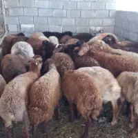 گوسفند زنده مغان|حیوانات مزرعه|کرج, باغستان|دیوار