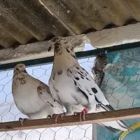 تعداد 18عدد کفتر  تهرانی انگلیسی شمرونی|پرنده|تهران, ورزشگاه آزادی|دیوار