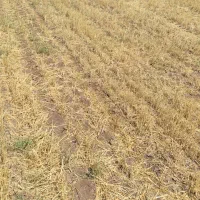 6هکتار-زمین-دیم-روستای-بوگبسی