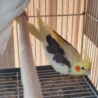 عروس هلندی زغفرونی دوکت ماده