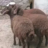 بره جعمی میش بره قیمت مفت|حیوانات مزرعه|تربت جام, پارک جنگلی|دیوار
