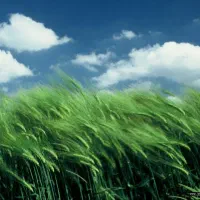 جو زیر آرویز