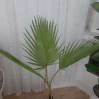 گل وگیاه واشینکتن