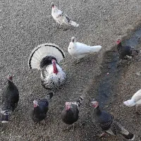 بوقلمون محلی|حیوانات مزرعه|بیلوار, |دیوار