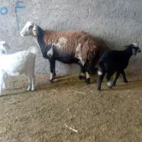 میش بره پلنگی