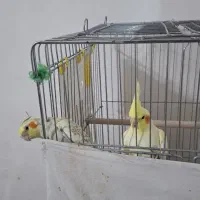 عروس هلندی|پرنده|قره ضیاالدین, |دیوار