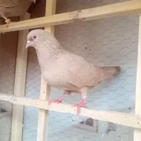 زرد ماده