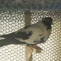 کفتر پلنگ افغانی و طاووسی|پرنده|مشهد, امیریه|دیوار