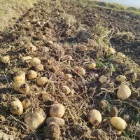 سیب زمینی بزری|خوردنی و آشامیدنی|زاغه, |دیوار