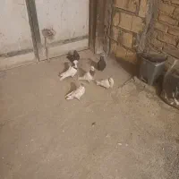 کبوتر طوقی|پرنده|کرمانشاه, |دیوار