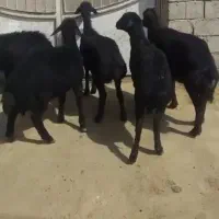 گوسفند