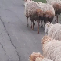 بز نر تالش جلو رو بزغاله گوسفند بره